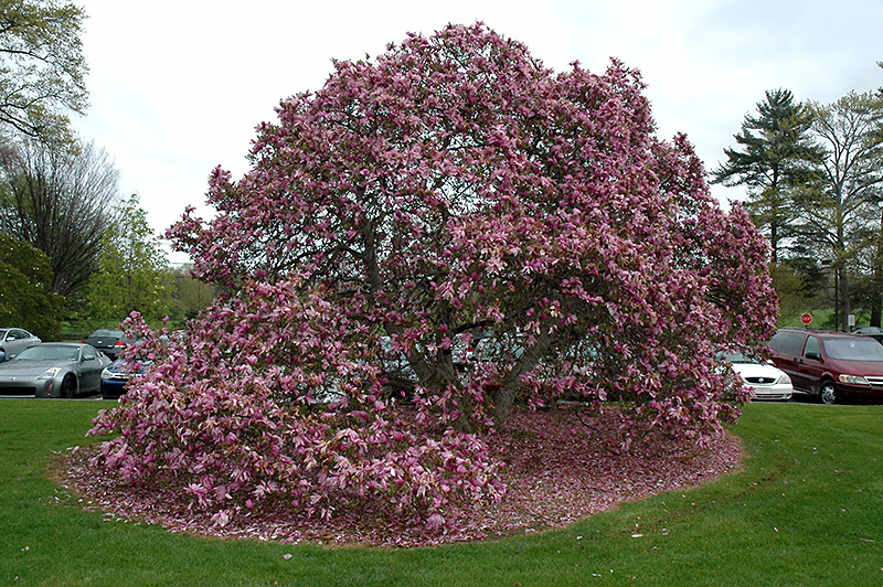 Betty Magnolia (Magnolia 'Betty') at Kennedy's Country Gardens