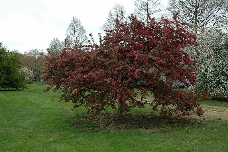 Indian Magic Flowering Crab (Malus 'Indian Magic') at Kennedy's Country Gardens