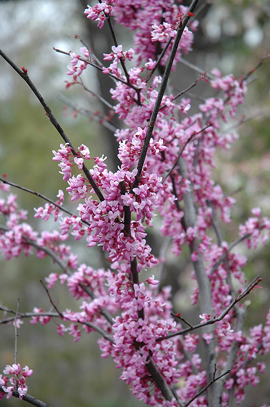 Forest Pansy Redbud (Cercis canadensis 'Forest Pansy') at Kennedy's Country Gardens