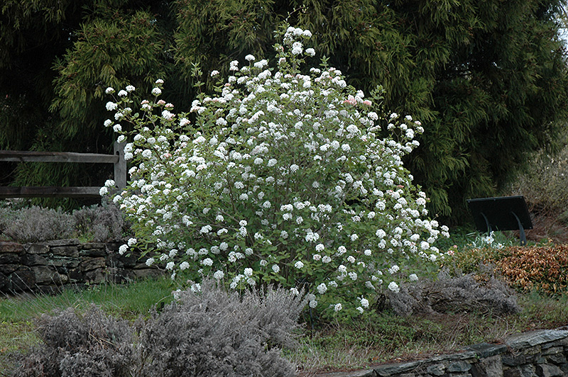Koreanspice Viburnum (Viburnum carlesii) at Kennedy's Country Gardens