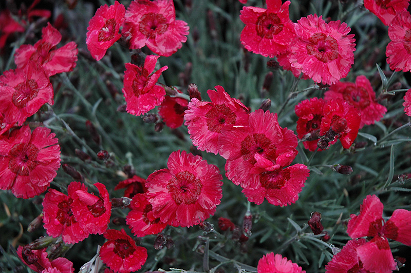 Eastern Star Pinks (Dianthus 'Red Dwarf') at Kennedy's Country Gardens
