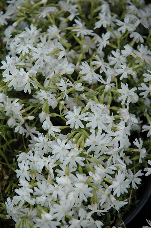 Snowflake Phlox (Phlox subulata 'Snowflake') at Kennedy's Country Gardens