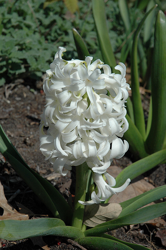 White Pearl Hyacinth (Hyacinthus orientalis 'White Pearl') at Kennedy's Country Gardens