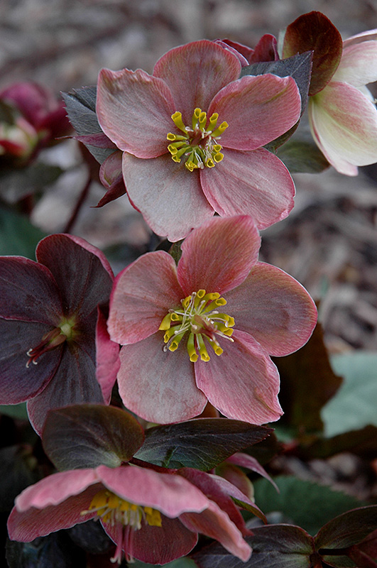 Pink Frost Hellebore (Helleborus 'COSEH 710') at Kennedy's Country Gardens