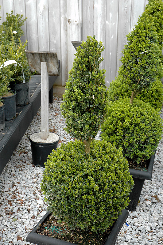 Green Mountain Boxwood (poodle form) (Buxus 'Green Mountain (poodle)') at Kennedy's Country Gardens
