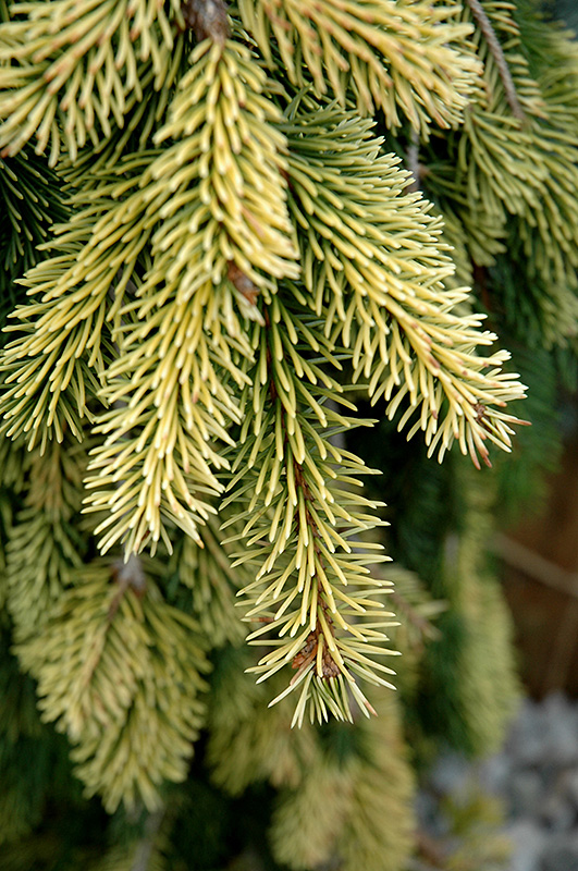 Gold Drift Norway Spruce (Picea abies 'Gold Drift') at Kennedy's Country Gardens