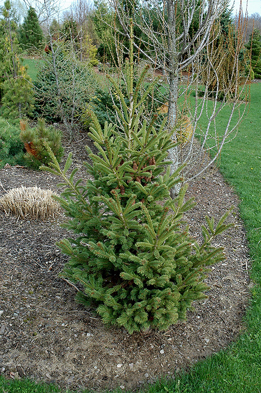 Mac's Golden White Spruce (Picea glauca 'Mac's Golden') at Kennedy's Country Gardens