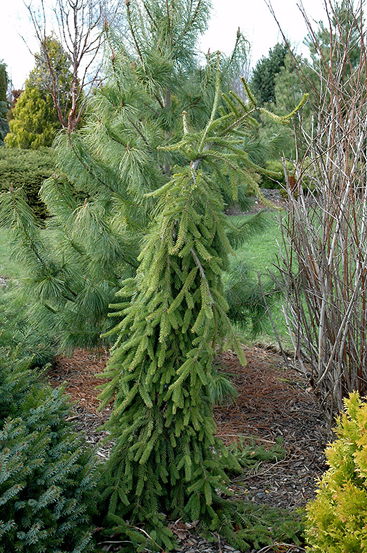 Frohburg Norway Spruce (Picea abies 'Frohburg') at Kennedy's Country Gardens