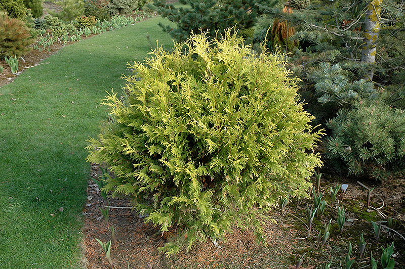 Golden Globe Arborvitae (Thuja occidentalis 'Golden Globe') at Kennedy's Country Gardens