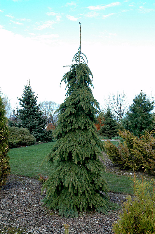 Weeping White Spruce (Picea glauca 'Pendula') at Kennedy's Country Gardens