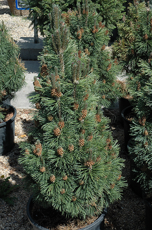 Columnar Mugo Pine (Pinus mugo 'Columnaris') at Kennedy's Country Gardens