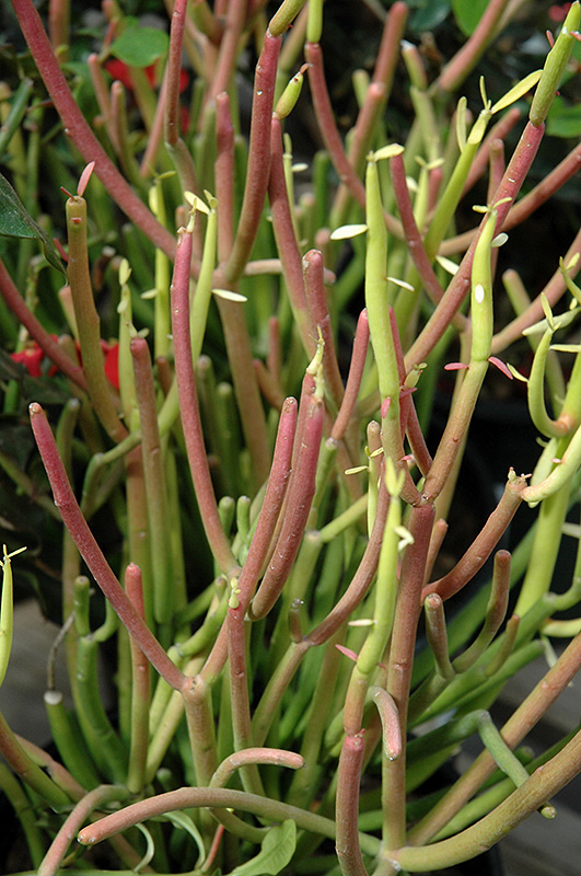 Sticks On Fire Red Pencil Tree (Euphorbia tirucalli 'Sticks On Fire') at Kennedy's Country Gardens