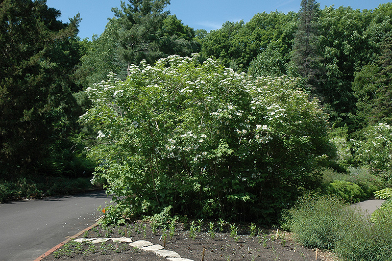 Wentworth Highbush Cranberry (Viburnum trilobum 'Wentworth') at Kennedy's Country Gardens