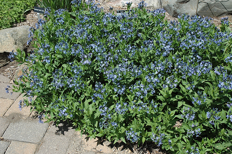 Blue Ice Star Flower (Amsonia tabernaemontana 'Blue Ice') at Kennedy's Country Gardens