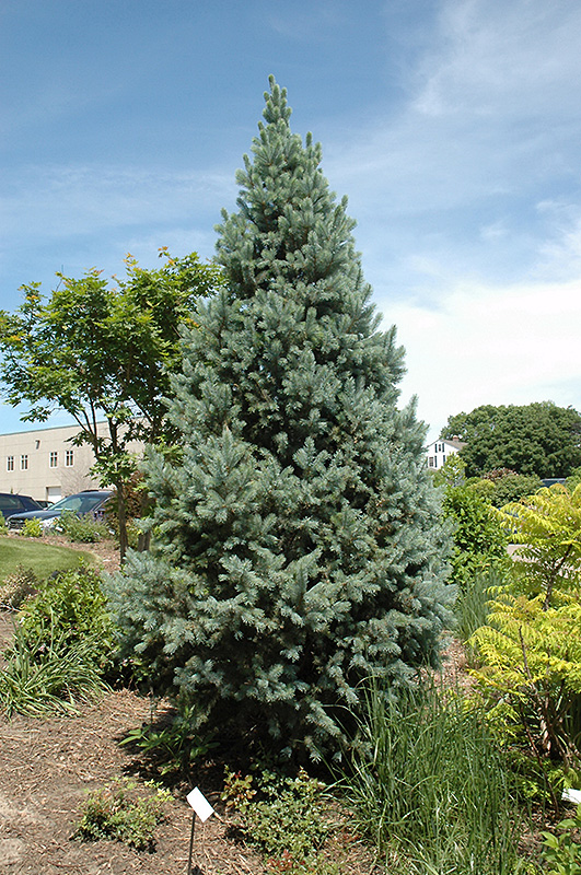 Upright Colorado Spruce (Picea pungens 'Fastigiata') at Kennedy's Country Gardens