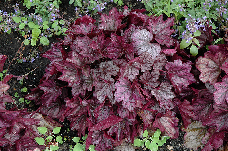 Dolce Blackberry Ice Coral Bells (Heuchera 'Blackberry Ice') at Kennedy's Country Gardens