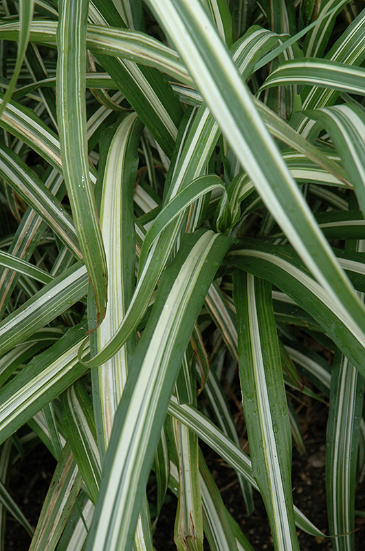 Cabaret Maiden Grass (Miscanthus sinensis 'Cabaret') at Kennedy's Country Gardens