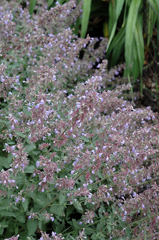 Cat's Meow Catmint (Nepeta x faassenii 'Cat's Meow') at Kennedy's Country Gardens