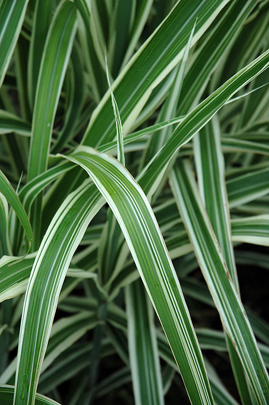 Cosmopolitan Maiden Grass (Miscanthus sinensis 'Cosmopolitan') at Kennedy's Country Gardens