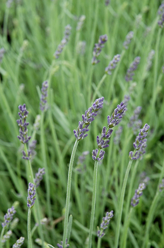 Silver Mist Lavender (Lavandula angustifolia 'Silver Mist') at Kennedy's Country Gardens