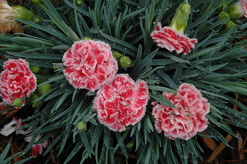 Coral Reef Pinks (Dianthus 'WP07OLDRICE') at Kennedy's Country Gardens