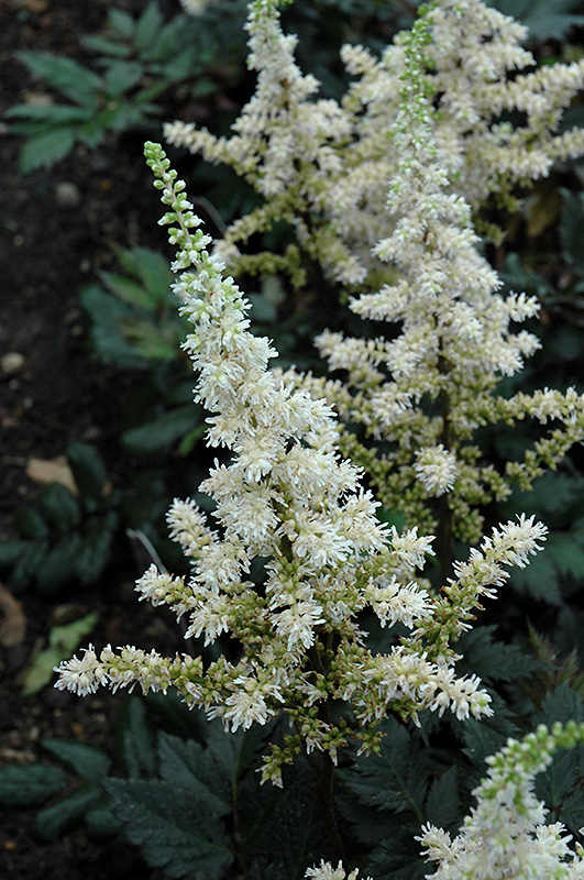Visions in White Chinese Astilbe (Astilbe chinensis 'Visions in White') at Kennedy's Country Gardens