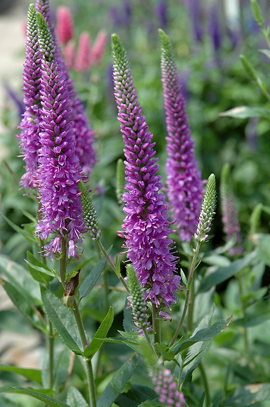 Purpleicious Speedwell (Veronica 'Purpleicious') at Kennedy's Country Gardens
