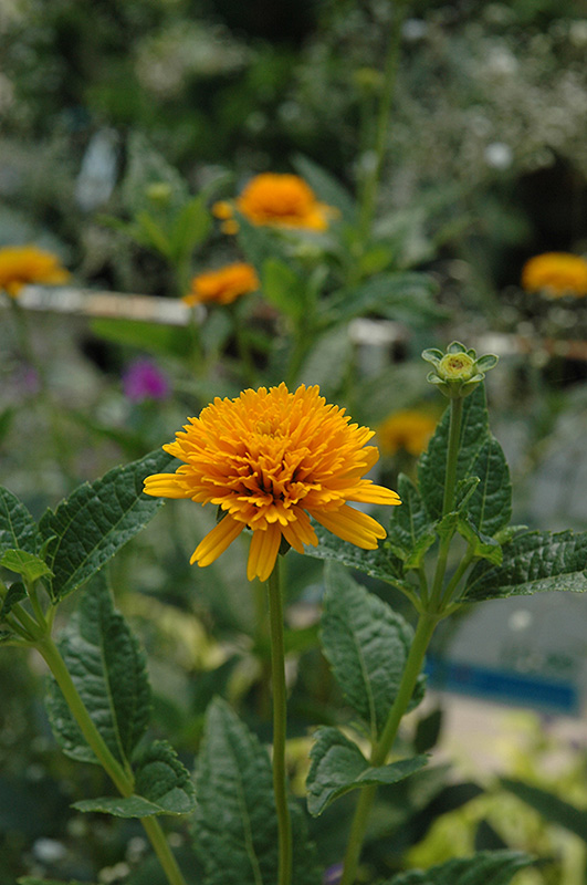 Asahi Sunflower (Heliopsis helianthoides 'Asahi') at Kennedy's Country Gardens