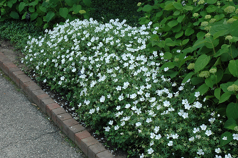 White Cranesbill (Geranium sanguineum 'Album') at Kennedy's Country Gardens