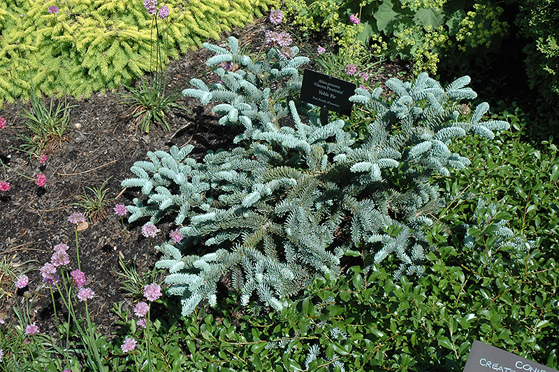 Prostrate Blue Noble Fir (Abies procera 'Glauca Prostrata') at Kennedy's Country Gardens