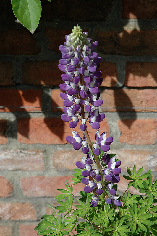 Gallery Blue Shades Lupine (Lupinus 'Gallery Blue Shades') at Kennedy's Country Gardens