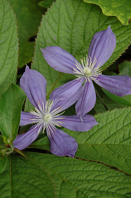 Arabella Clematis (Clematis integrifolia 'Arabella') at Kennedy's Country Gardens