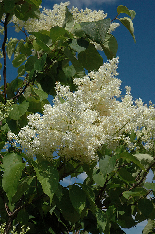 Ivory Silk Tree Lilac (tree form) (Syringa reticulata 'Ivory Silk (tree form)') at Kennedy's Country Gardens