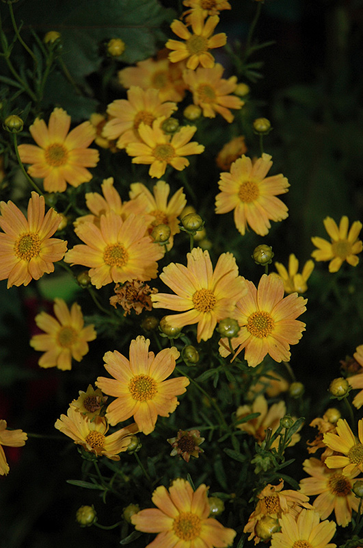 Sweet Marmalade Tickseed (Coreopsis verticillata 'Sweet Marmalade') at Kennedy's Country Gardens