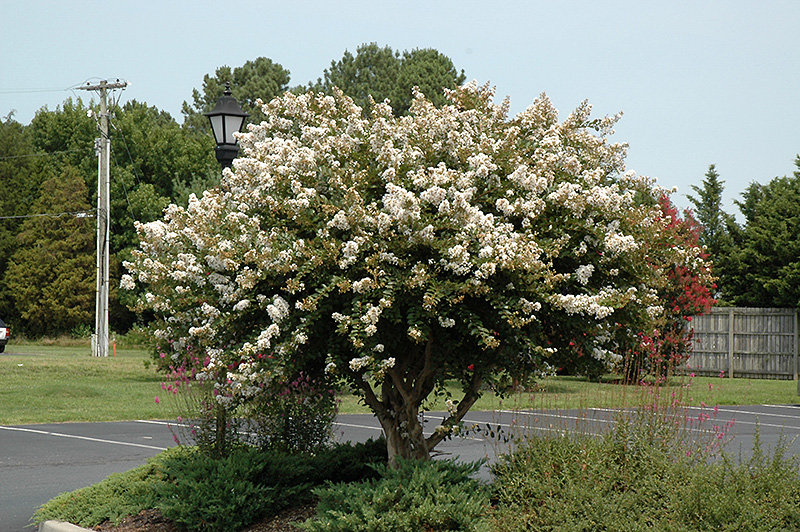 Acoma Crapemyrtle (Lagerstroemia 'Acoma') at Kennedy's Country Gardens