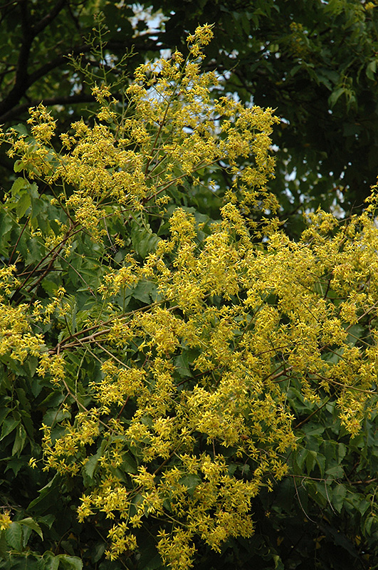 Golden Rain Tree (Koelreuteria paniculata) at Kennedy's Country Gardens