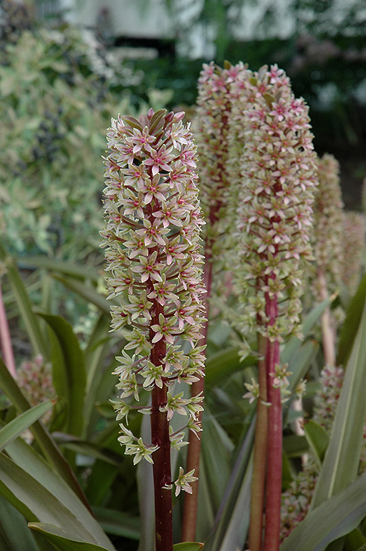 Sparkling Burgundy Pineapple Lily (Eucomis comosa 'Sparkling Burgundy') at Kennedy's Country Gardens