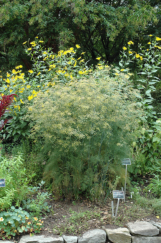 Fennel (Foeniculum vulgare) at Kennedy's Country Gardens