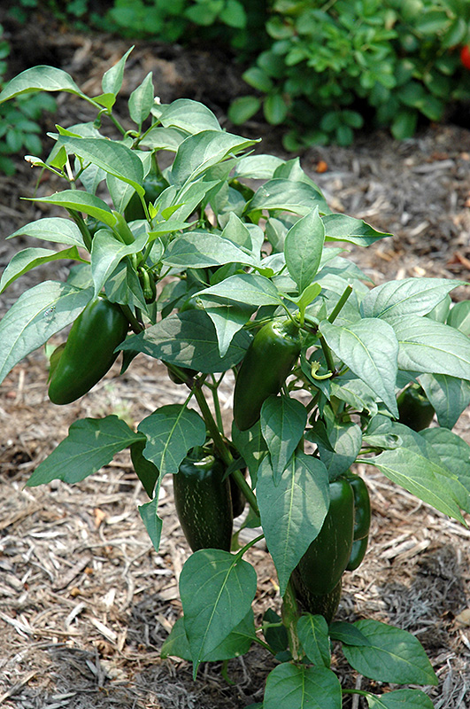 Jalapeno Pepper (Capsicum annuum 'Jalapeno') at Kennedy's Country Gardens