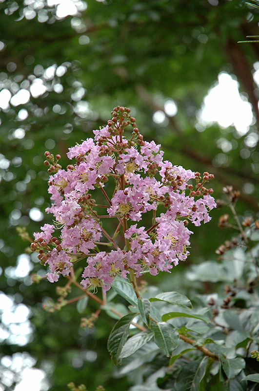 Apalachee Crapemyrtle (Lagerstroemia 'Apalachee') at Kennedy's Country Gardens