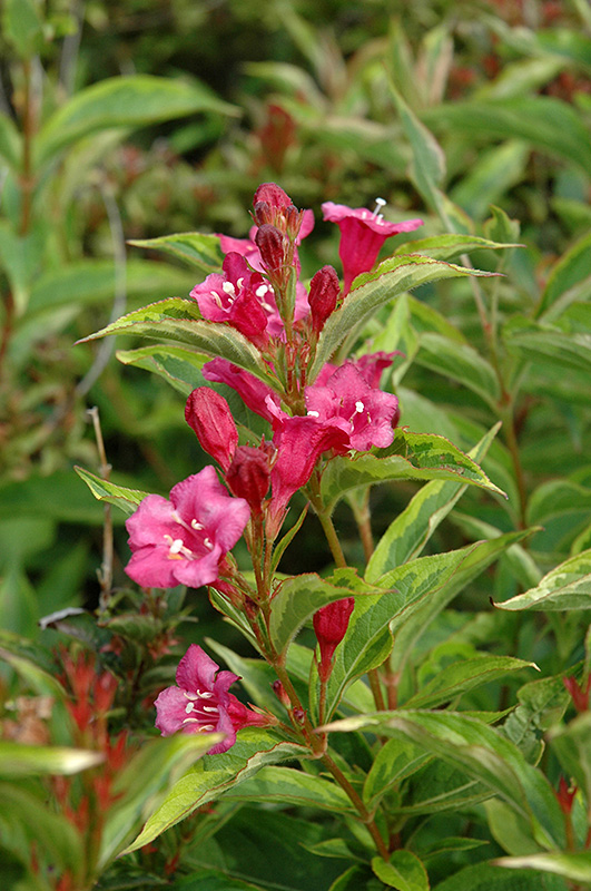 French Lace Weigela (Weigela florida 'French Lace') at Kennedy's Country Gardens