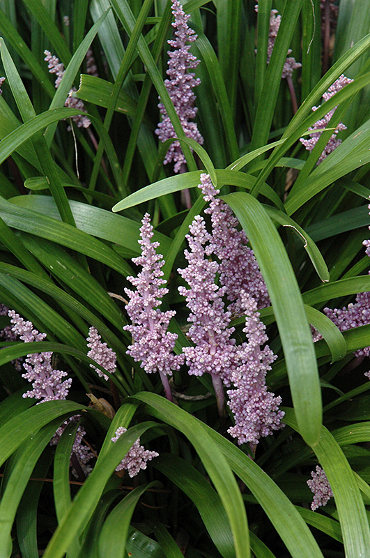 Lily Turf (Liriope muscari) at Kennedy's Country Gardens