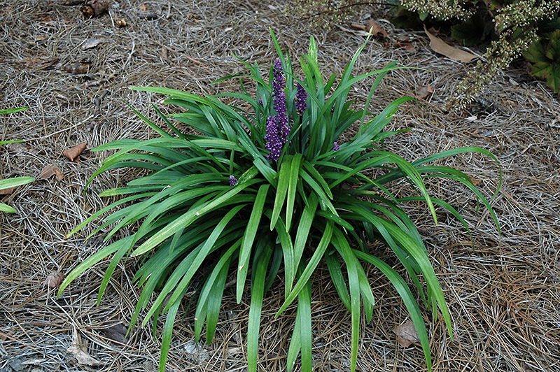 Royal Purple Lily Turf (Liriope muscari 'Royal Purple') at Kennedy's Country Gardens
