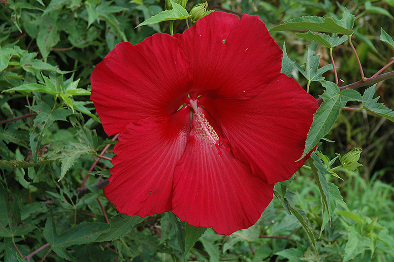 Lord Baltimore Hibiscus (Hibiscus 'Lord Baltimore') at Kennedy's Country Gardens