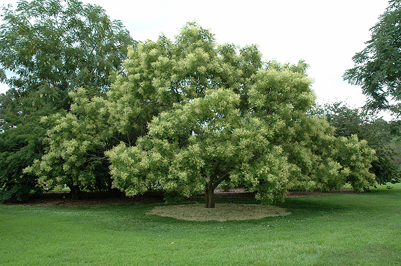 Japanese Pagoda Tree (Sophora japonica) at Kennedy's Country Gardens