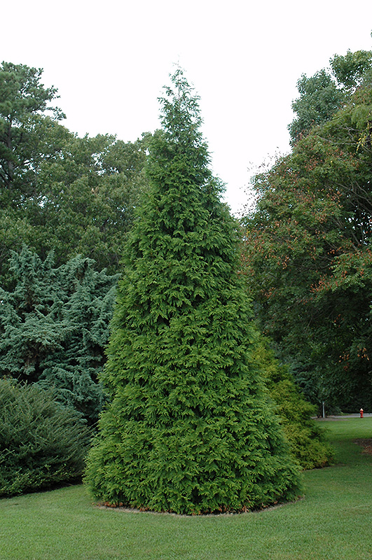 Green Giant Arborvitae (Thuja 'Green Giant') at Kennedy's Country Gardens