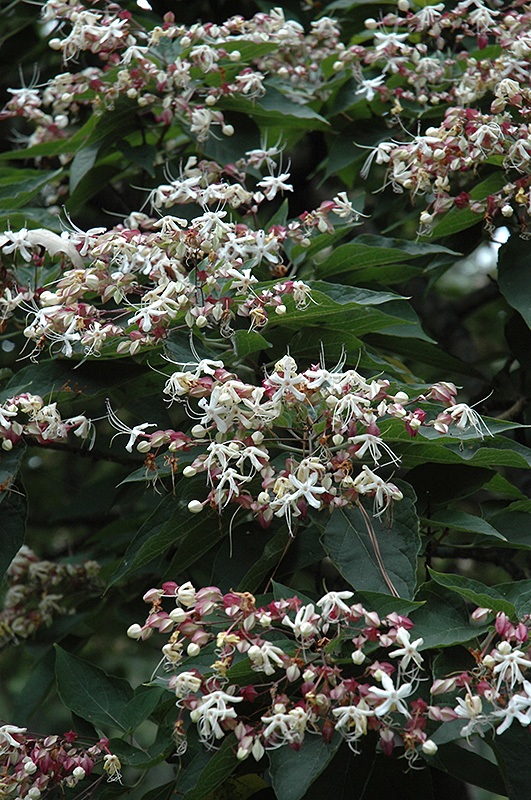 Harlequin Glorybower (Clerodendrum trichotomum) at Kennedy's Country Gardens