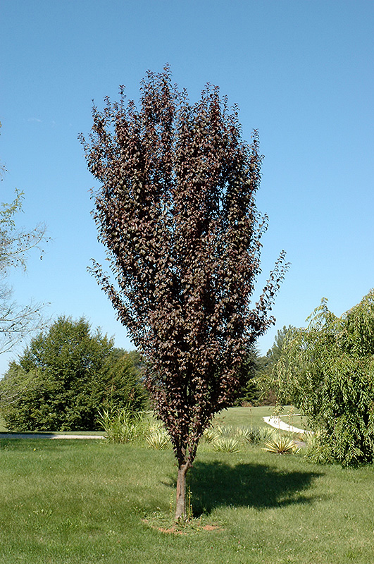 Crimson Pointe Plum (Prunus cerasifera 'Crimson Pointe') at Kennedy's Country Gardens