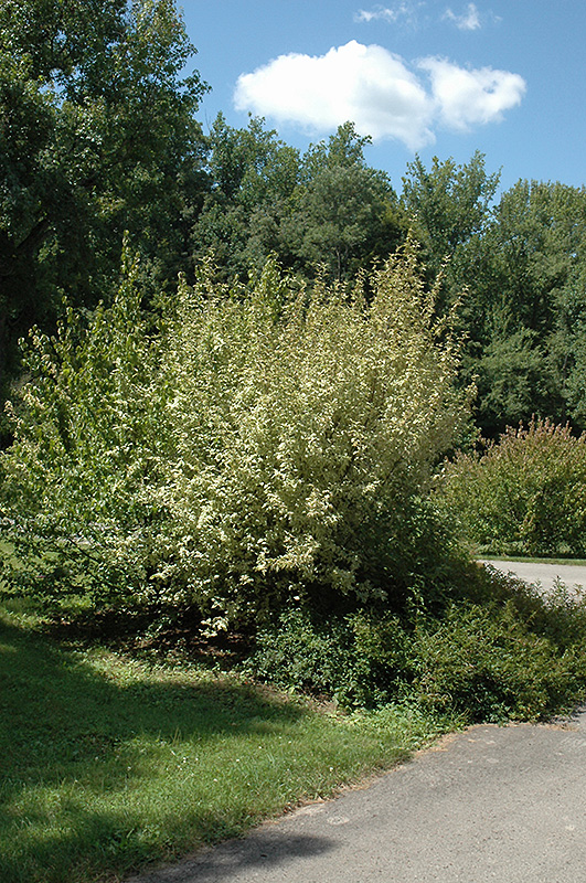 Variegated Cornelian Cherry Dogwood (Cornus mas 'Variegata') at Kennedy's Country Gardens