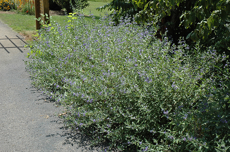 Bluebeard (Caryopteris x clandonensis) at Kennedy's Country Gardens
